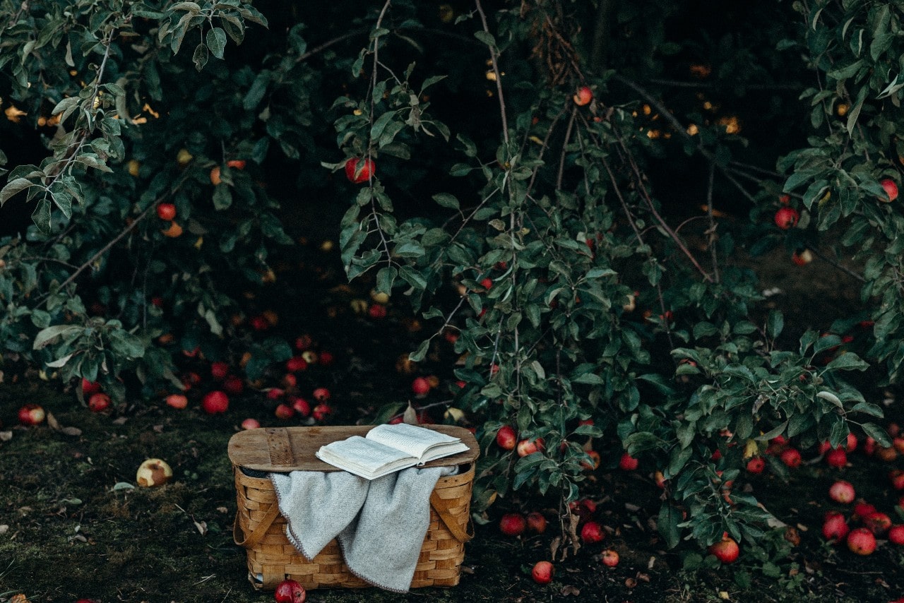 A picnic basket on the ground under an apple tree